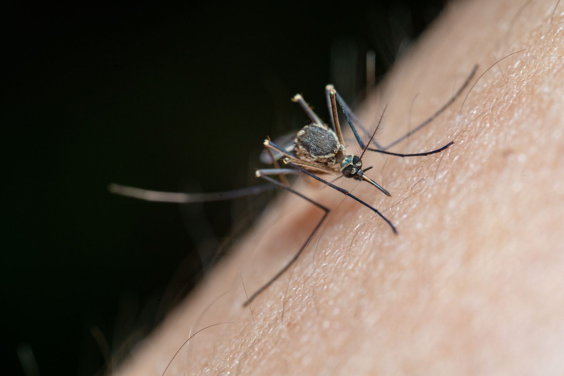 Westnijlvirus vastgesteld bij acht nieuwe patiënten, totaal dit jaar op 72 besmettingen